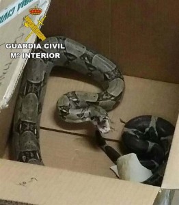 La serpiente capturada.