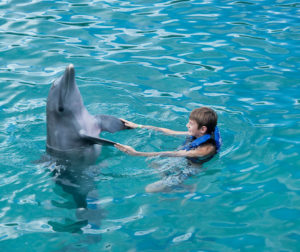 Terapia con delfines.