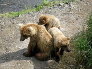 Familia de osos pardo