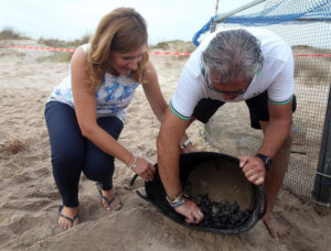 Los huevos de tortuga boba depositados en la playa valenciana.