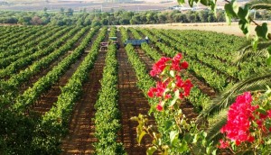 Viñedos del Condado de Huelva.