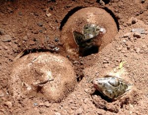 Los lagartos han nacido en La Gomera.