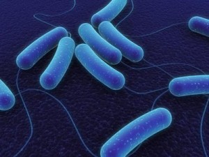 Bacillus subtilis.