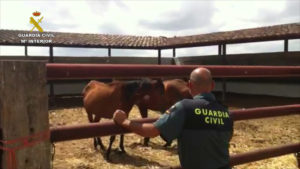 Los agentes velan por el bienestar de los animales. / Foto: Guardia Civil