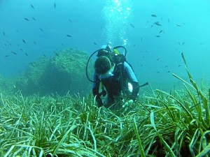 Submarinista del Proyecto Life+ Posidonia Andalucía.