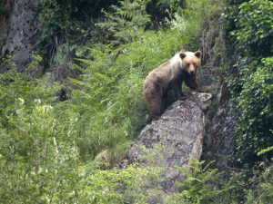 Un oso pardo.