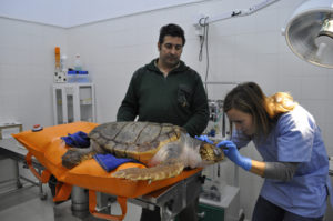 La veterinaria examina al animal. / Foto: CSIC / C. Vázquez