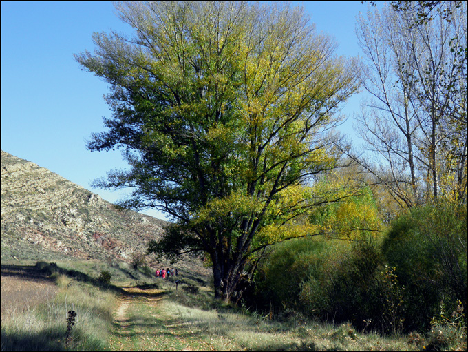 El chopo de Teruel que compite por ser el árbol europeo del año.