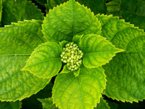 Las plantas optimizan el uso de agua.