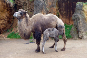 La cría de camello bactriano nacida en Cantabria.