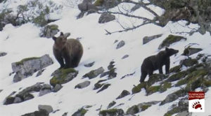 Ejemplares de oso pardo. / Foto: Fundación Oso Pardo.