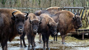 Los bisontes llegarán a España esta semana. / Foto: Reserva Valdeserrillas.