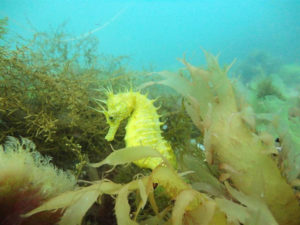 Caballito de mar. / Foto: CSIC.