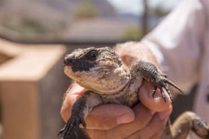 Ejemplar de lagarto gigante.