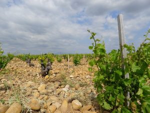 Sustituir variedades, clave para adaptar la viticultura al cambio climático