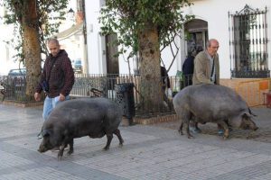 Los cochinos de San Antonio Abad se pasean por las calles de Trigueros