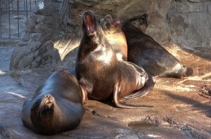 Demuestran que los leones marinos bostezan por ansiedad