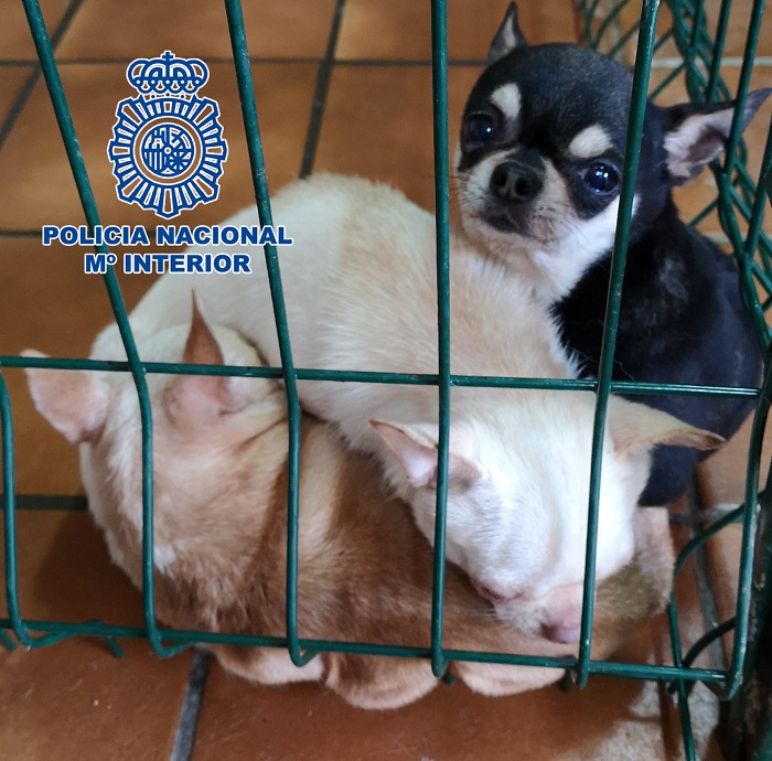 La Policía Nacional rescata a 270 perros de 2 criaderos ilegales en Madrid