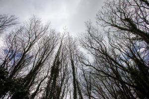 Galicia elaborará un Inventario Forestal Continuo de sus masas de árboles