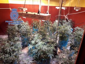 Detenidos por cultivar marihuana en una asociación de cannabis en Cartagena