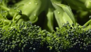 Membranas vegetales para mejorar la aplicación de fármacos