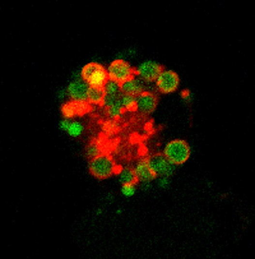 Descubren nuevos mecanismos moleculares que regulan las células centinela del sistema inmune