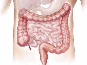 Una bacteria intestinal podría servir para tratar la depresión y la ansiedad