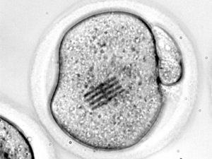Fabrican chips que son inyectados en óvulos para medir las primeras fases del desarrollo