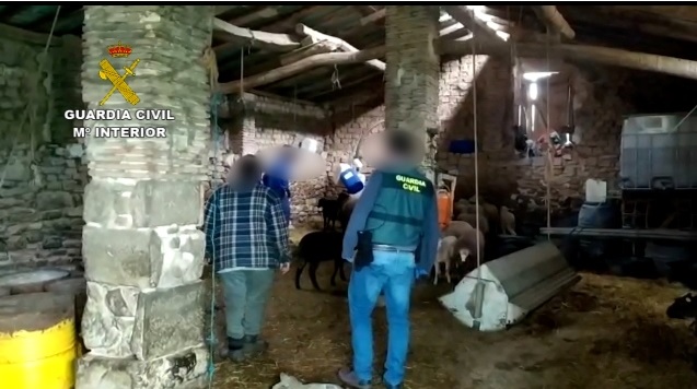 Recuperan en Navarra 67 animales robados a ganaderos de La Rioja y Álava