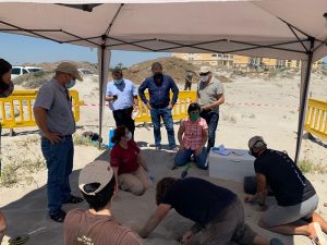 Una tortuga boba pone 100 huevos en una playa de La Manga