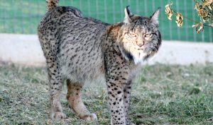 Constatan la presencia de un lince ibérico en la Presa de Los Molinos de Badajoz