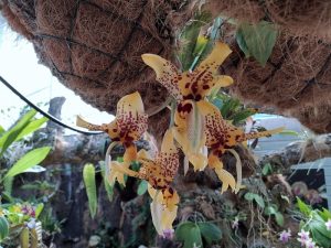 Florece en Estepona una especie de orquídea con aroma a chocolate