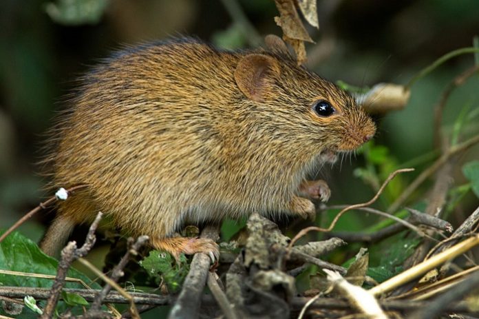 Investigadores españoles descubren una nueva especie extinta de roedor de grandes dimensiones Investigadores españoles descubren una nueva especie extinta de roedor de grandes dimensiones