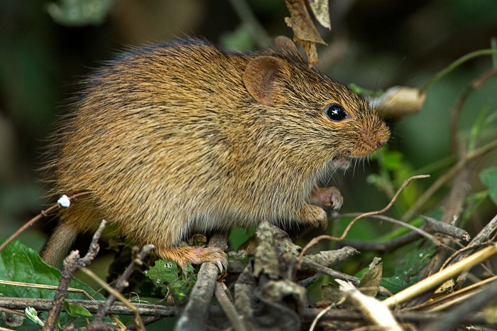 Investigadores españoles descubren una nueva especie extinta de roedor de grandes dimensiones
