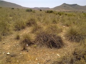 Investigadores identifican bacterias que previenen la desertificación en zonas áridas