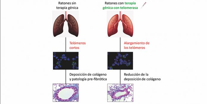 Terapia génica contra la fibrosis pulmonar asociada al envejecimiento