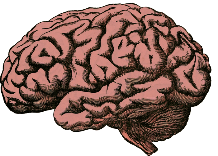 El cerebro se sirve de distintos ritmos de ondas para adaptarse a las demandas cognitivas