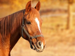 Detección precoz y tratamiento de casos de fiebre del Nilo en caballos