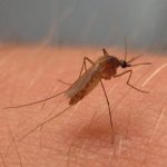 Apagar la luz y aplicar repelentes, recomendaciones de expertos contra el virus del Nilo