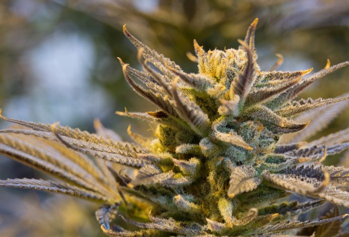 Desarticulado un grupo de transporte internacional de marihuana