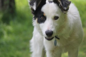 Detenido por apropiarse del dinero que recaudaba para curar animales