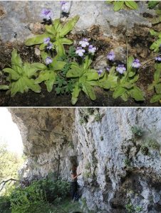 La Universidad de Alicante identifica dos especies inéditas de plantas carnívoras