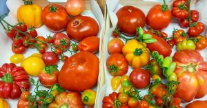 Tomates de más calidad, con más sabor y más resistentes contra virus