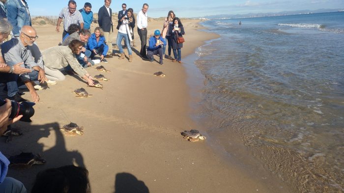 Valencia realiza un seguimiento vía satélite de crías y hembras de tortugas bobas