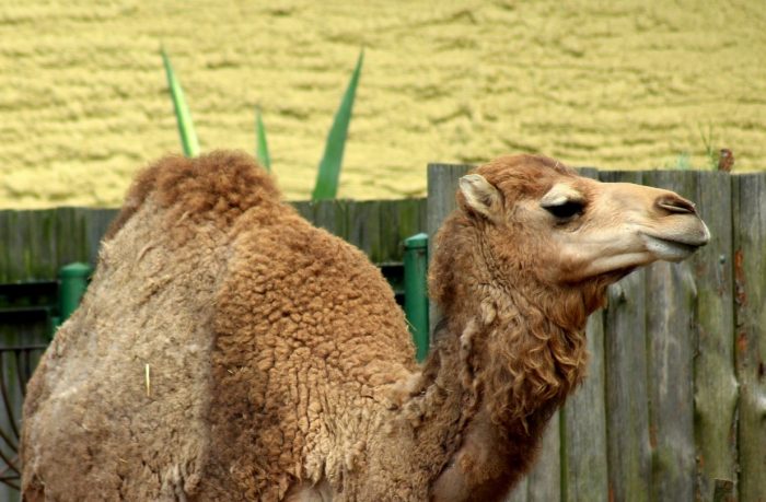 Nanoanticuerpos de camélidos contra la enfermedad de Huntington