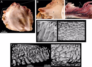 Las ostras fabrican materiales espumosos con una técnica similar a la impresión 3D