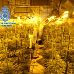 La Policía desmantela en Toledo dos plantaciones indoor de marihuana