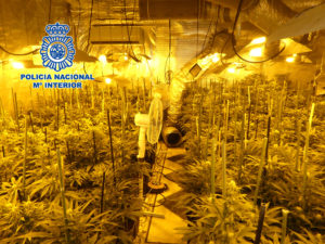 La Policía desmantela en Toledo dos plantaciones indoor de marihuana