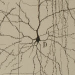 12 dibujos científicos originales expuestos del Legado Cajal