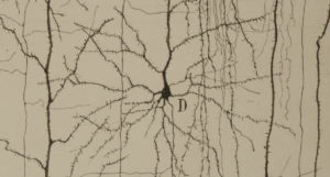 12 dibujos científicos originales expuestos del Legado Cajal